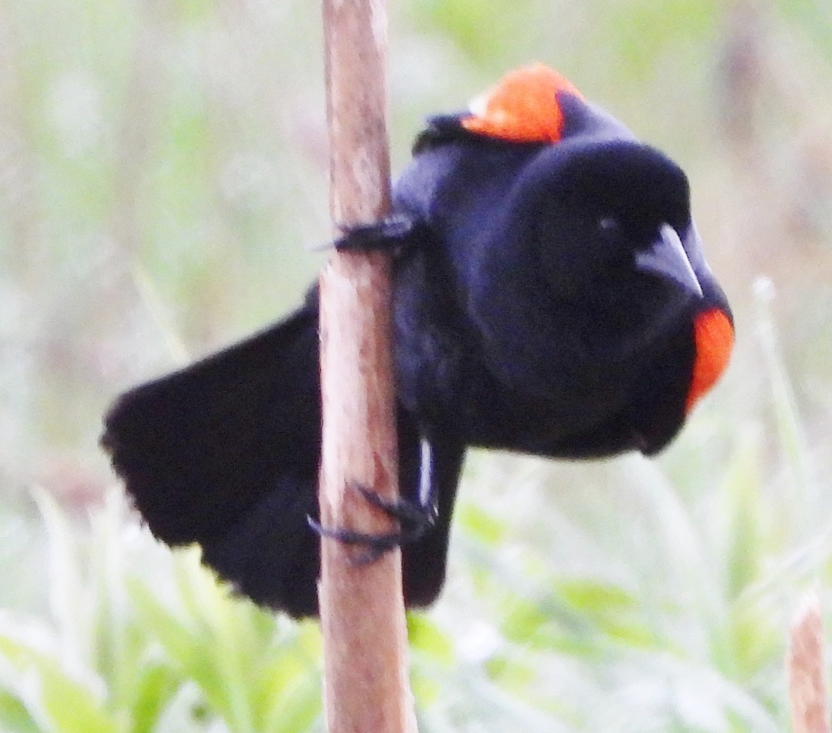 Red-winged Blackbird - ML619186297