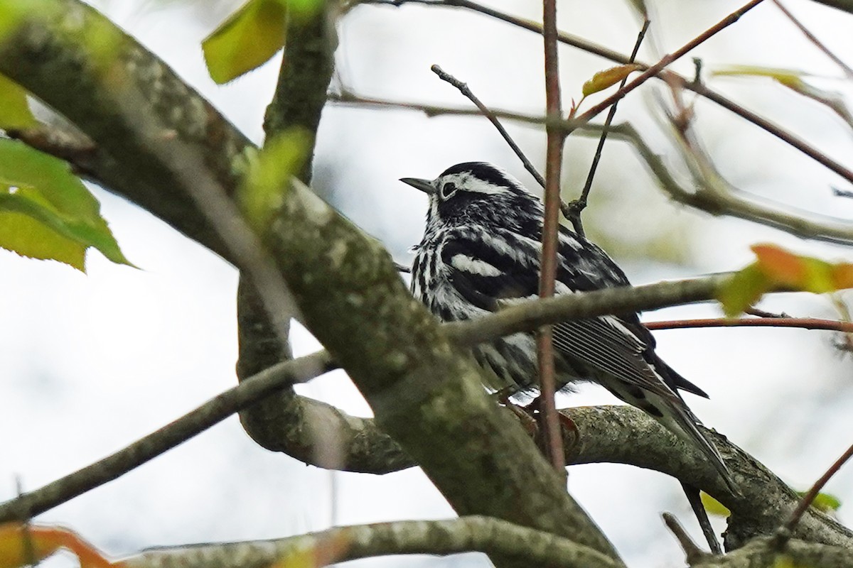 Black-and-white Warbler - ML619186306