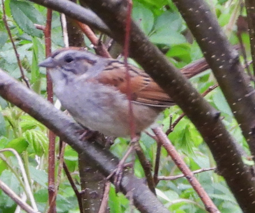 Swamp Sparrow - ML619186331
