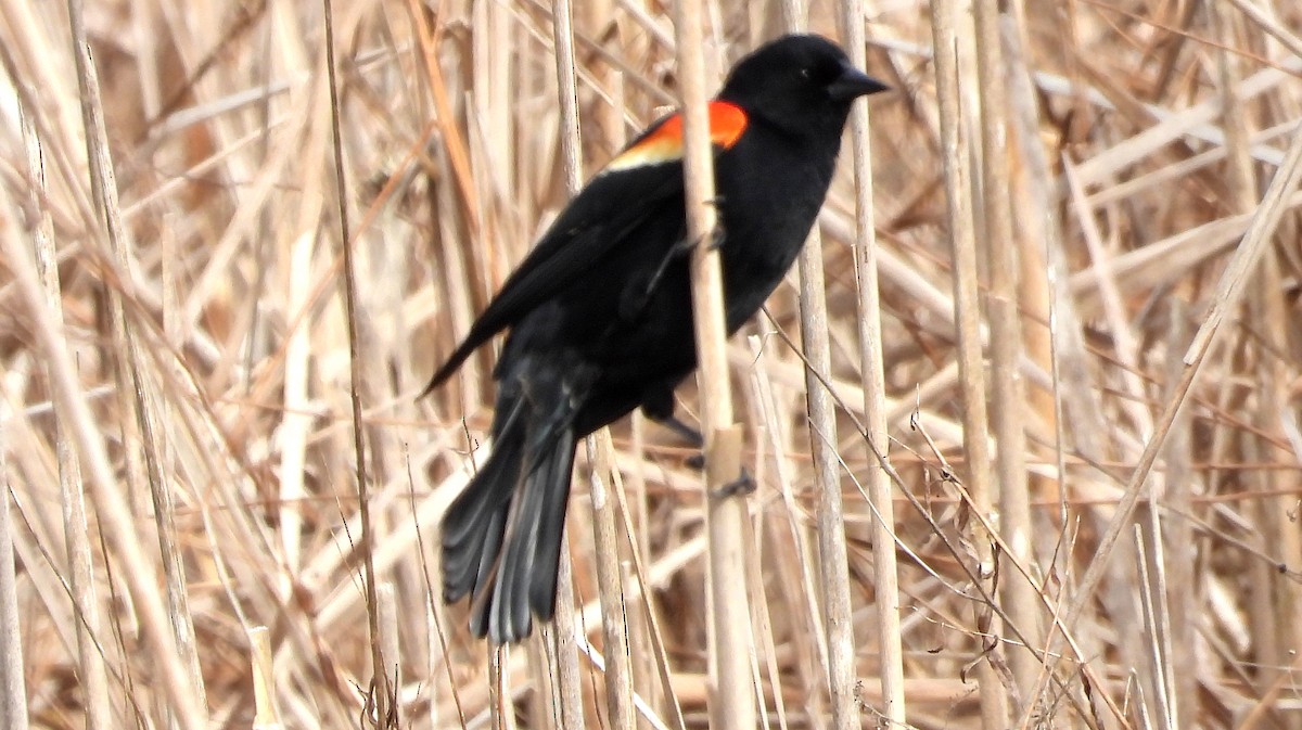 Red-winged Blackbird - ML619186332