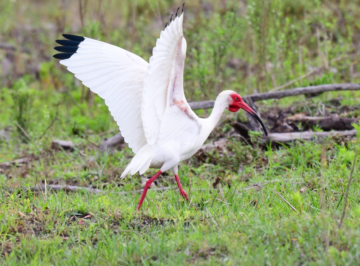 ibis bílý - ML619186353
