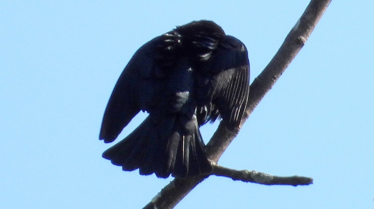 American Crow - ML619186361