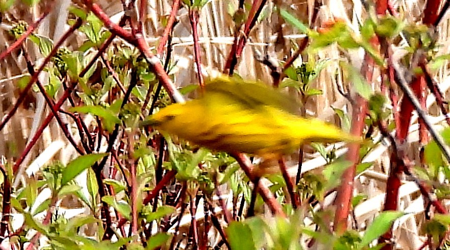 Yellow Warbler - ML619186373
