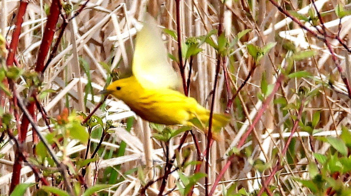 Yellow Warbler - ML619186374