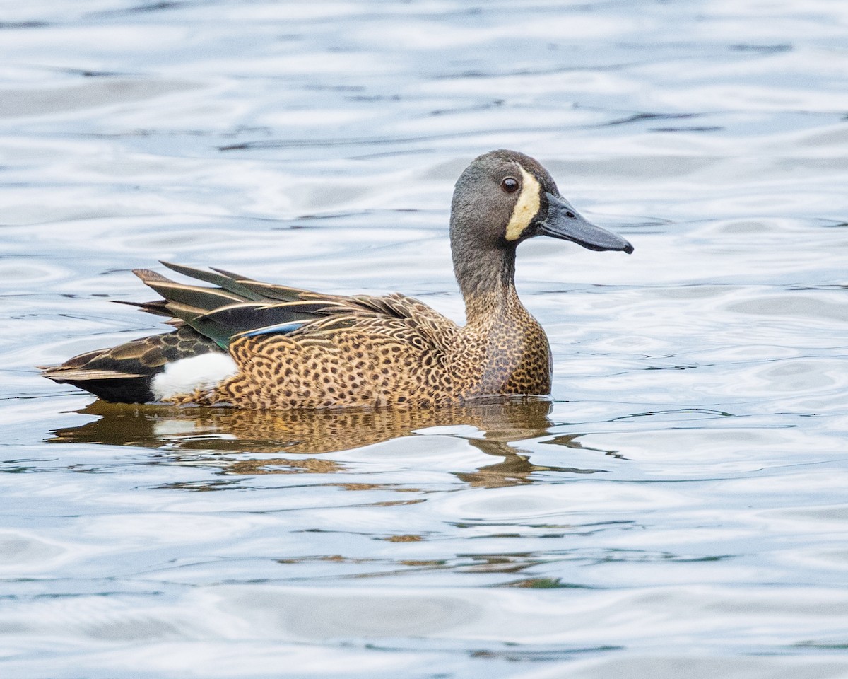 Blue-winged Teal - ML619186383