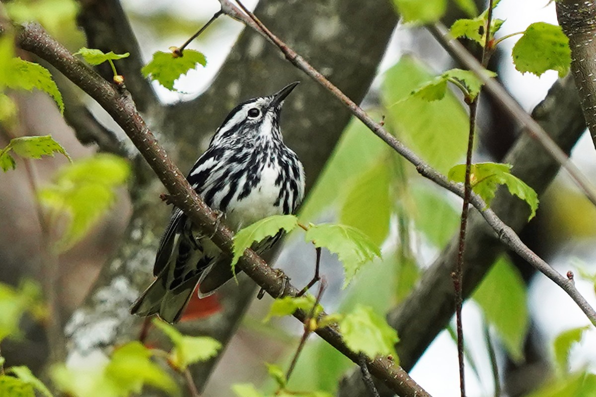 Black-and-white Warbler - ML619186406