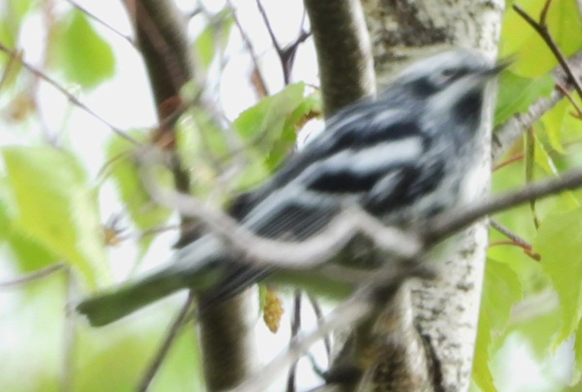 Black-and-white Warbler - ML619186421