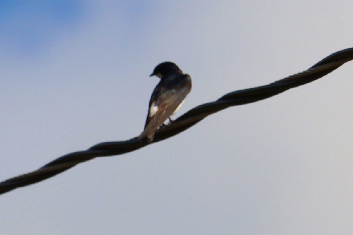Mangrove Swallow - ML619186449