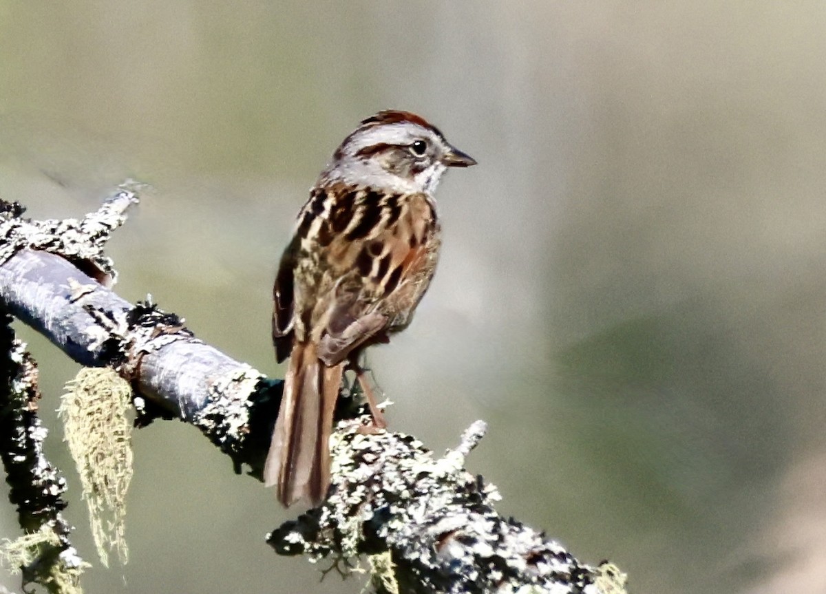 Swamp Sparrow - ML619186483