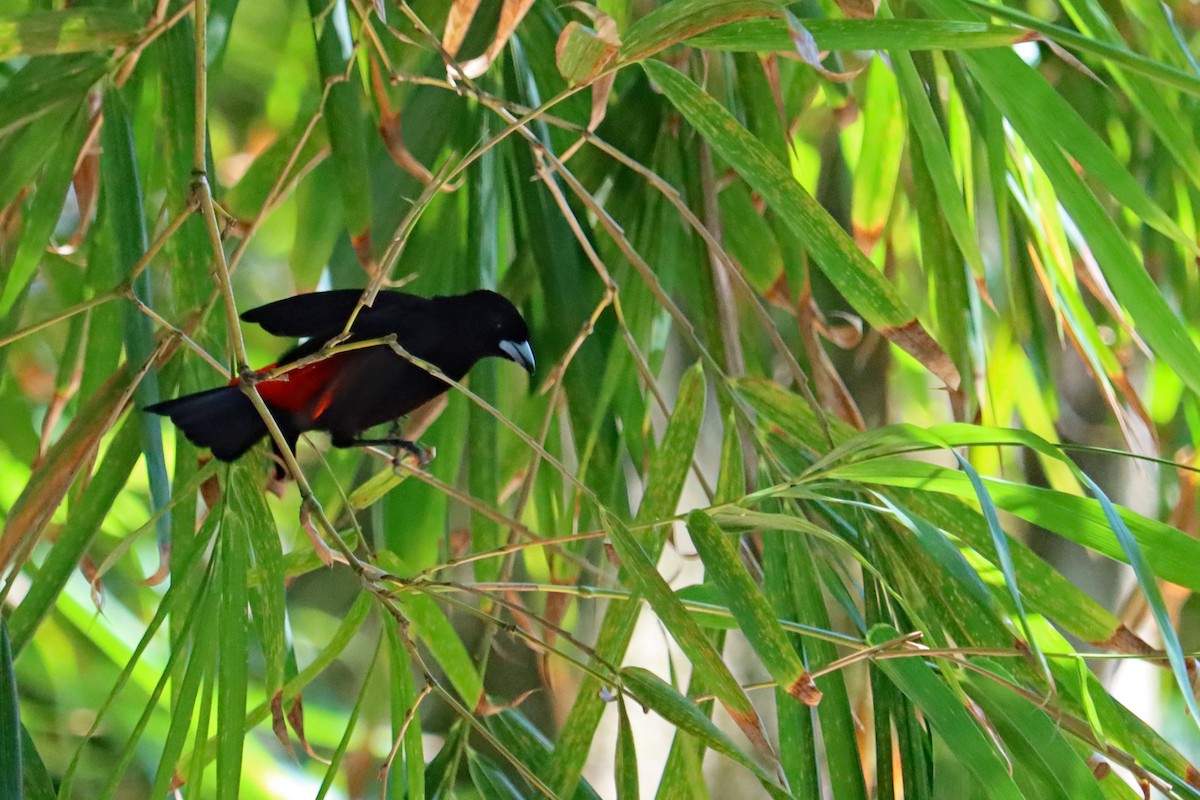 Scarlet-rumped Tanager - ML619186518