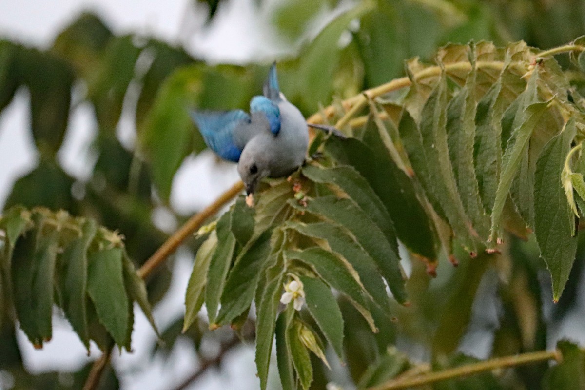 Blue-gray Tanager - ML619186539