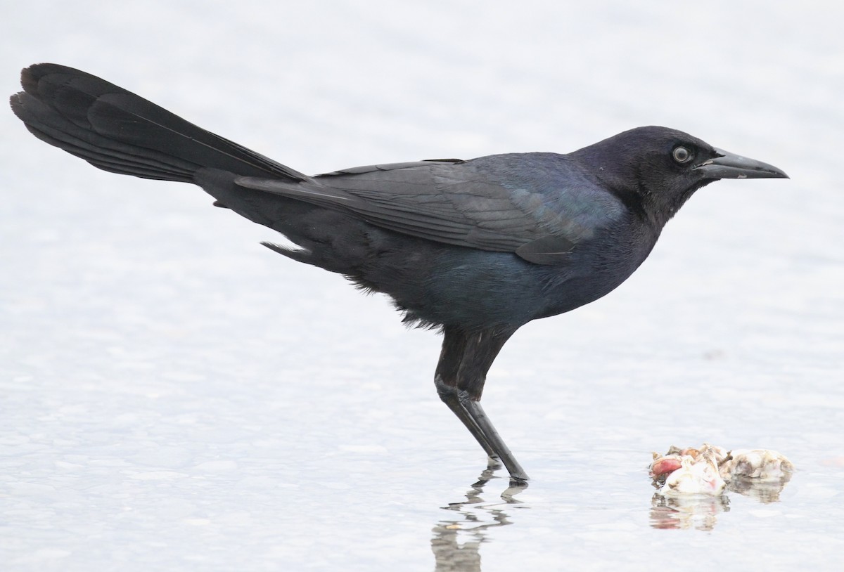 Boat-tailed Grackle - ML619186556