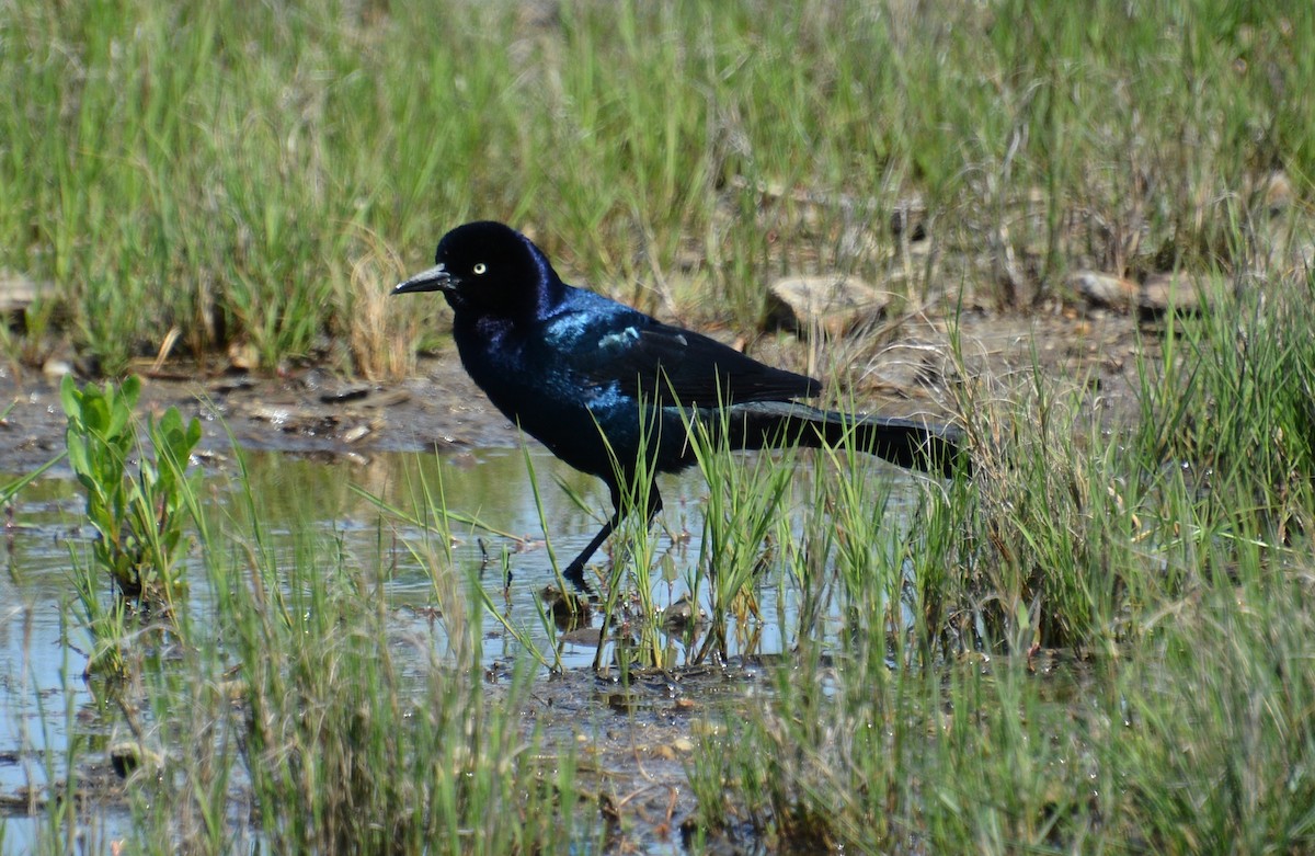 Boat-tailed Grackle - ML619186561