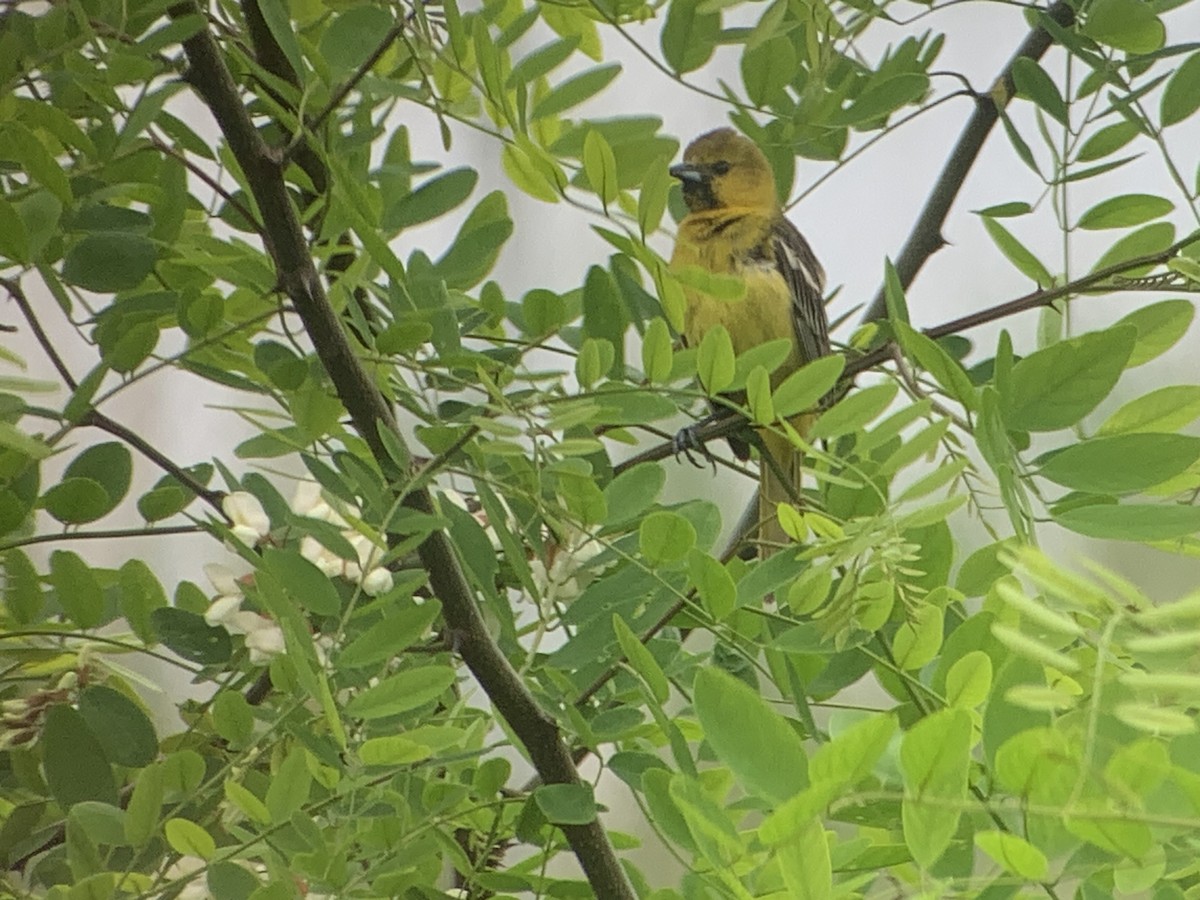 Orchard Oriole - ML619186562