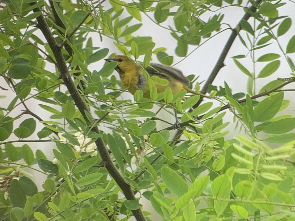 Orchard Oriole - ML619186563