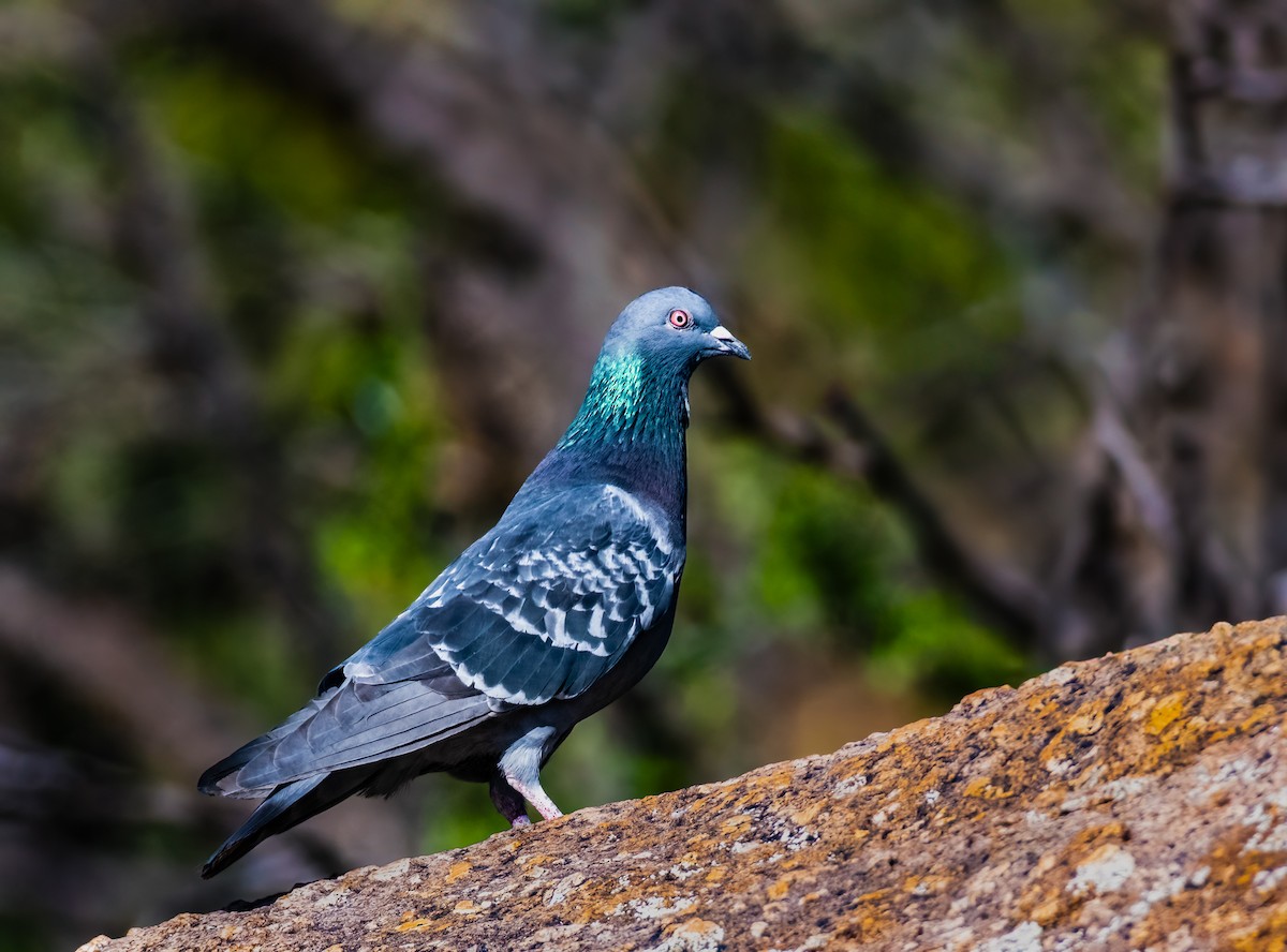 Rock Pigeon (Feral Pigeon) - ML619186567