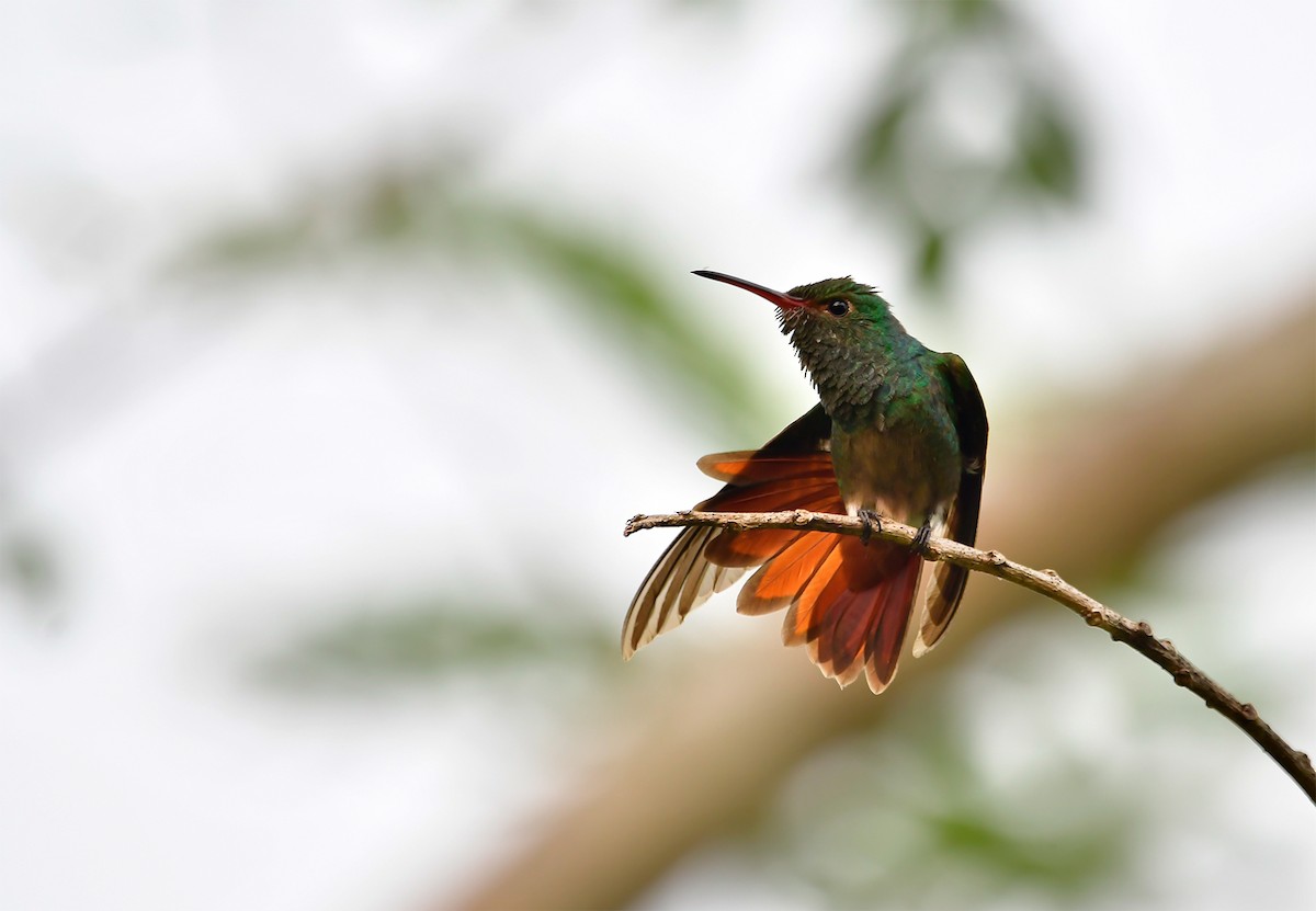 Rufous-tailed Hummingbird - ML619186587