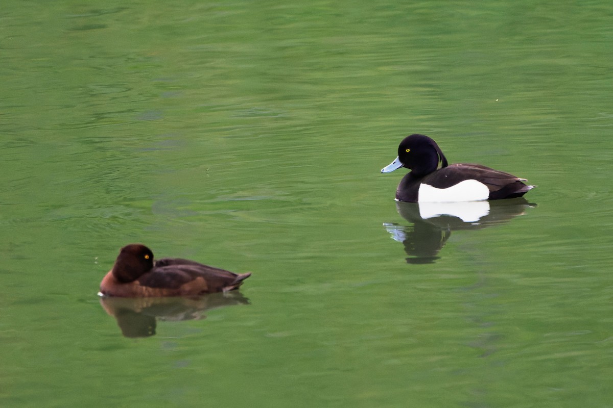Tufted Duck - ML619186685