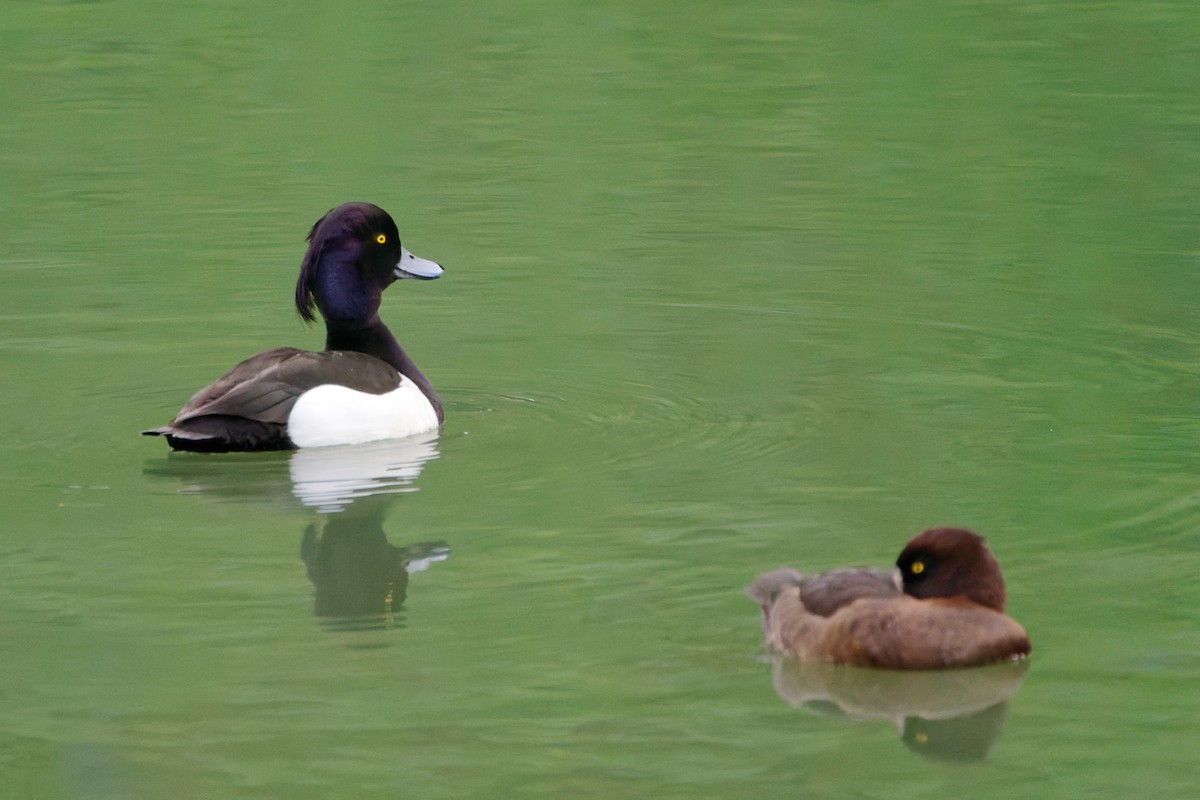 Tufted Duck - ML619186686