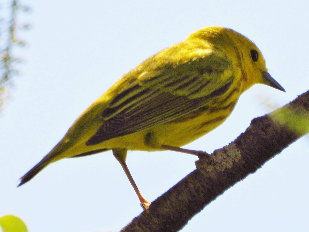 Yellow Warbler - ML619186713