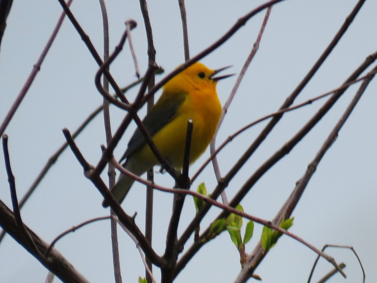 Prothonotary Warbler - ML619186726