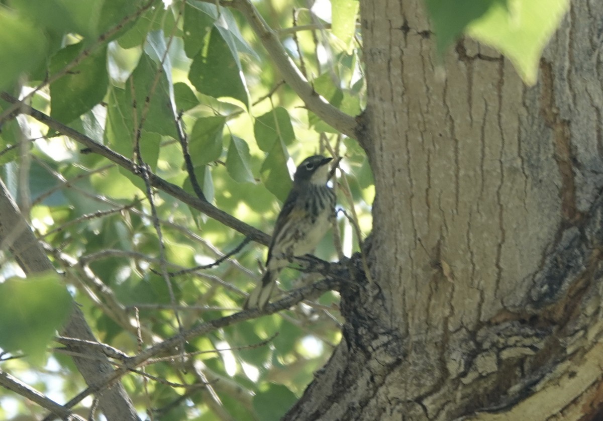 Пісняр-лісовик жовтогузий (підвид coronata x auduboni) - ML619186751