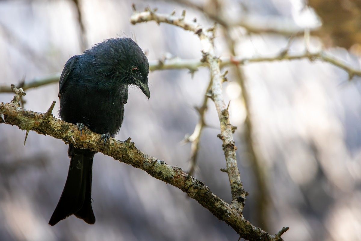 Fork-tailed Drongo - ML619186759
