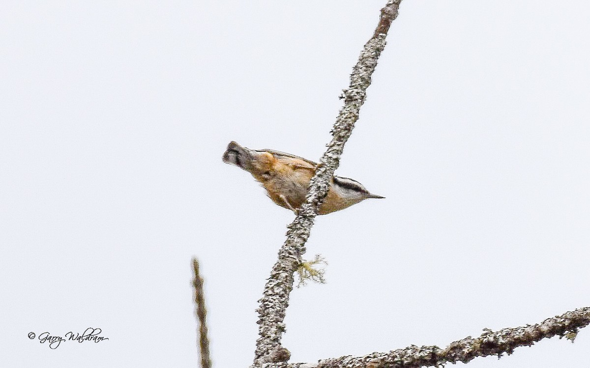 Red-breasted Nuthatch - ML619186789