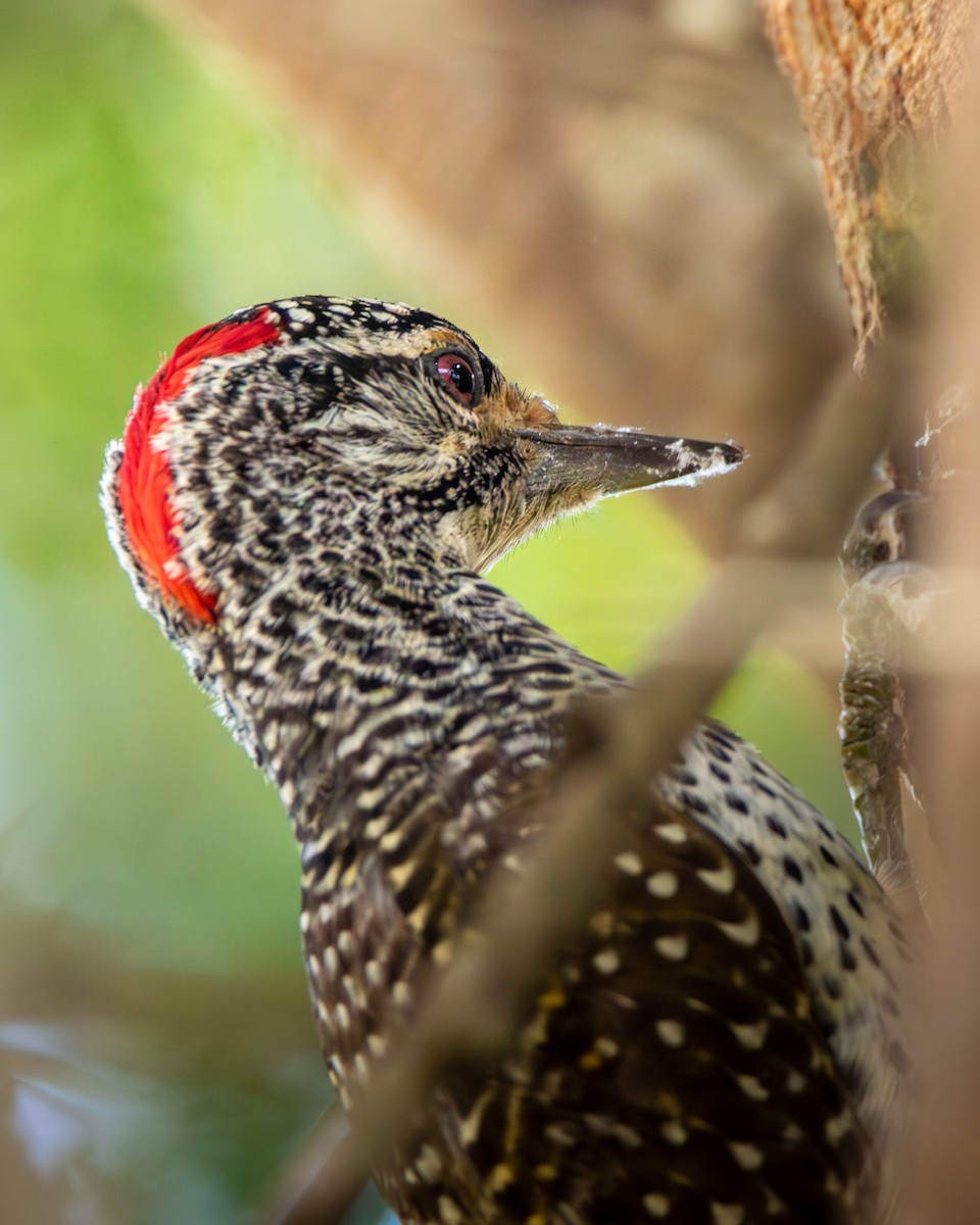 Nubian Woodpecker - ML619186831