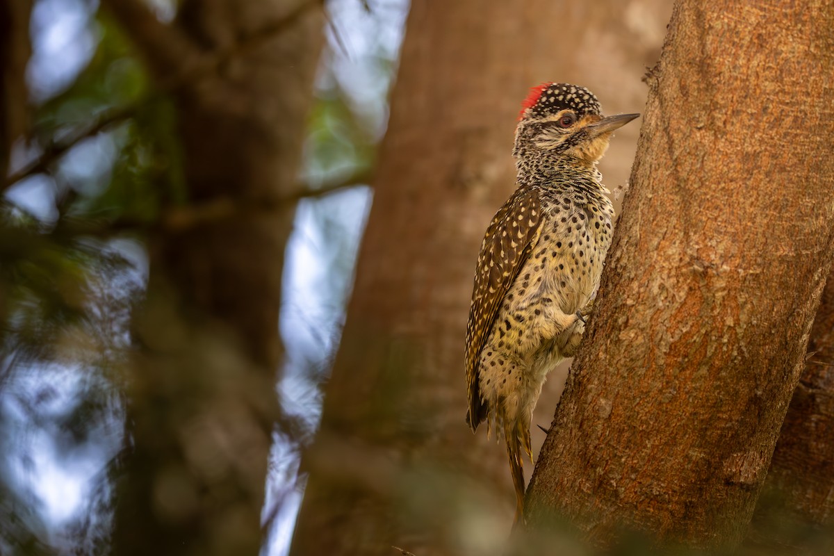 Nubian Woodpecker - ML619186836