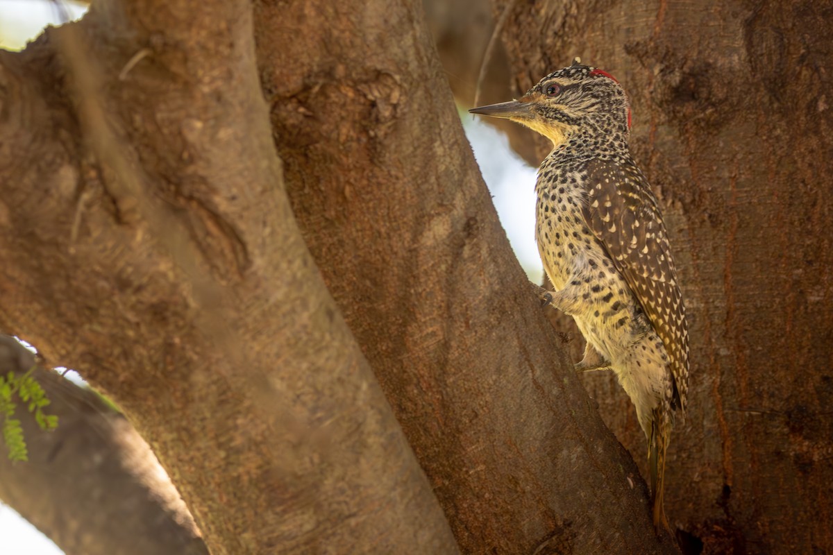 Nubian Woodpecker - ML619186840