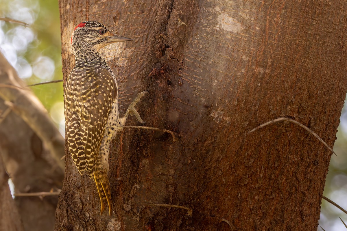 Nubian Woodpecker - ML619186842