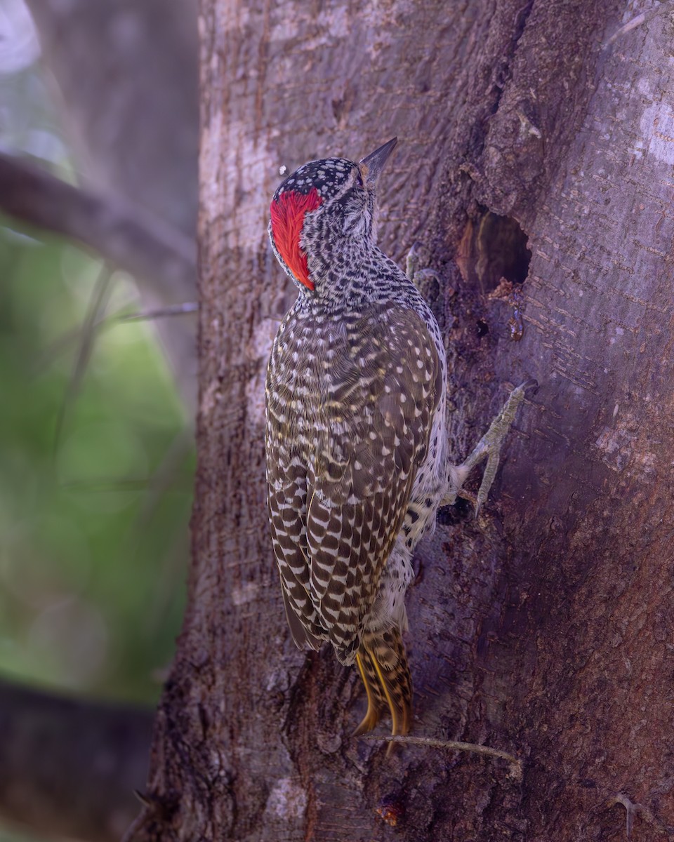 Nubian Woodpecker - ML619186844