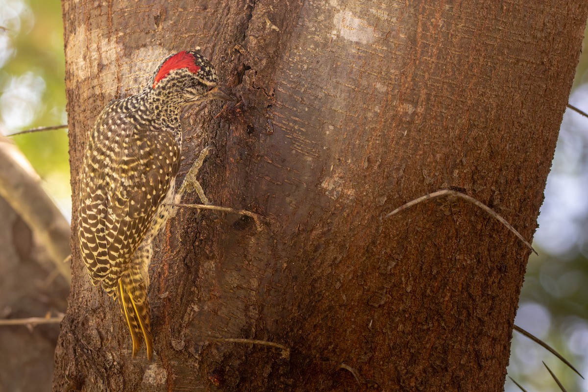 Nubian Woodpecker - ML619186847