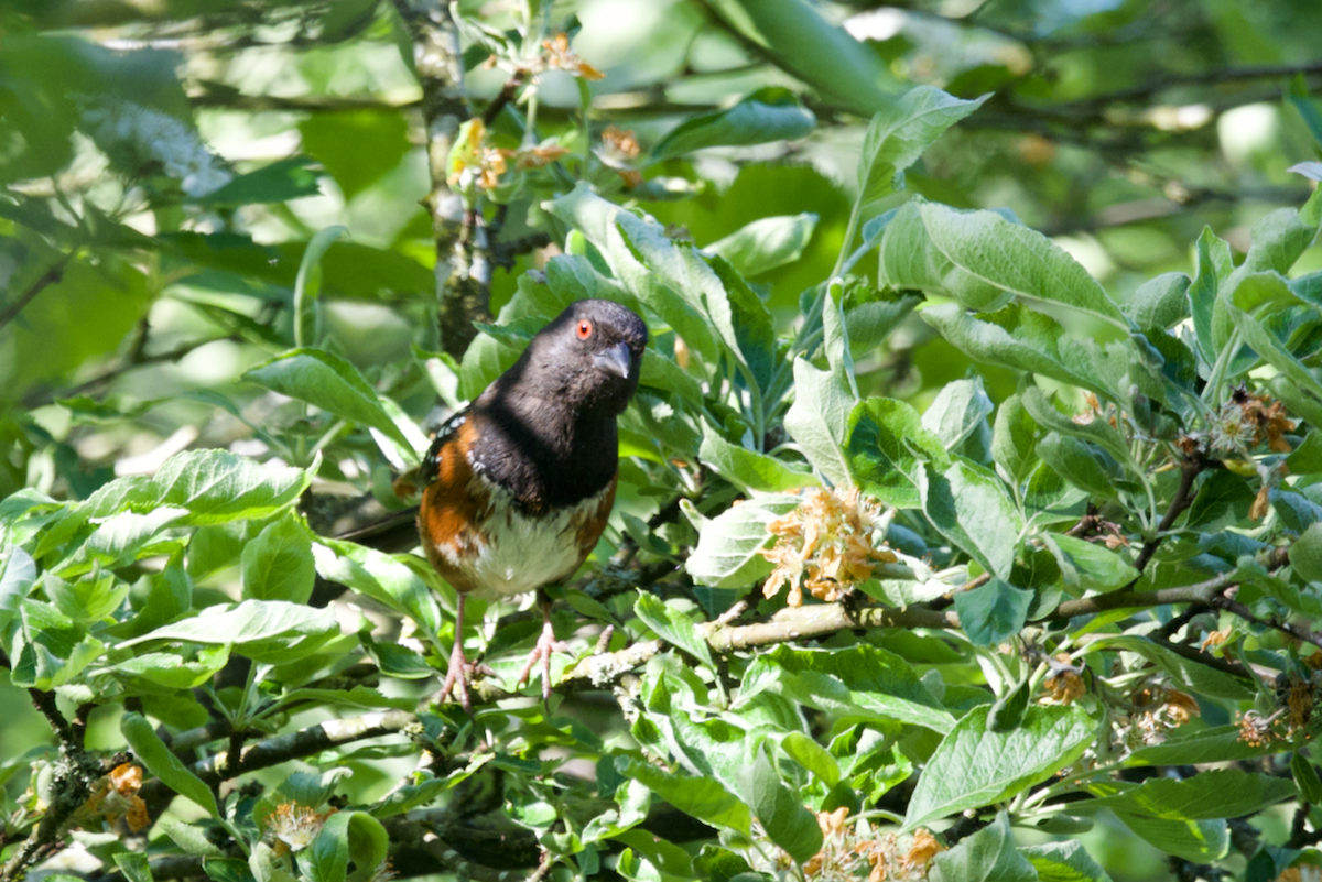 Spotted Towhee - ML619186906