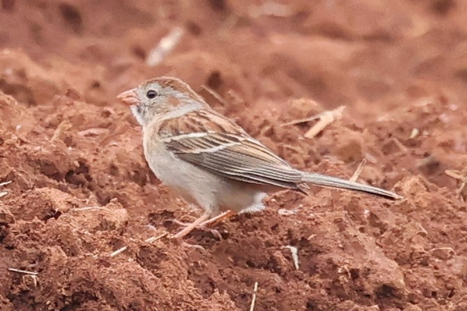 Field Sparrow - ML619186907