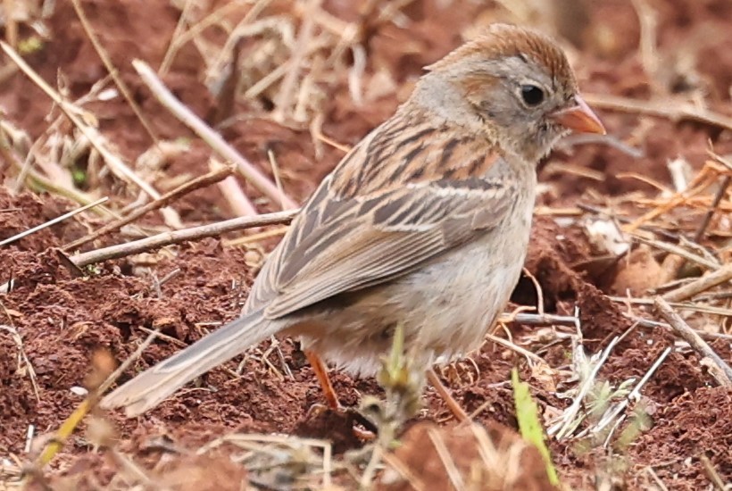 Field Sparrow - ML619186908