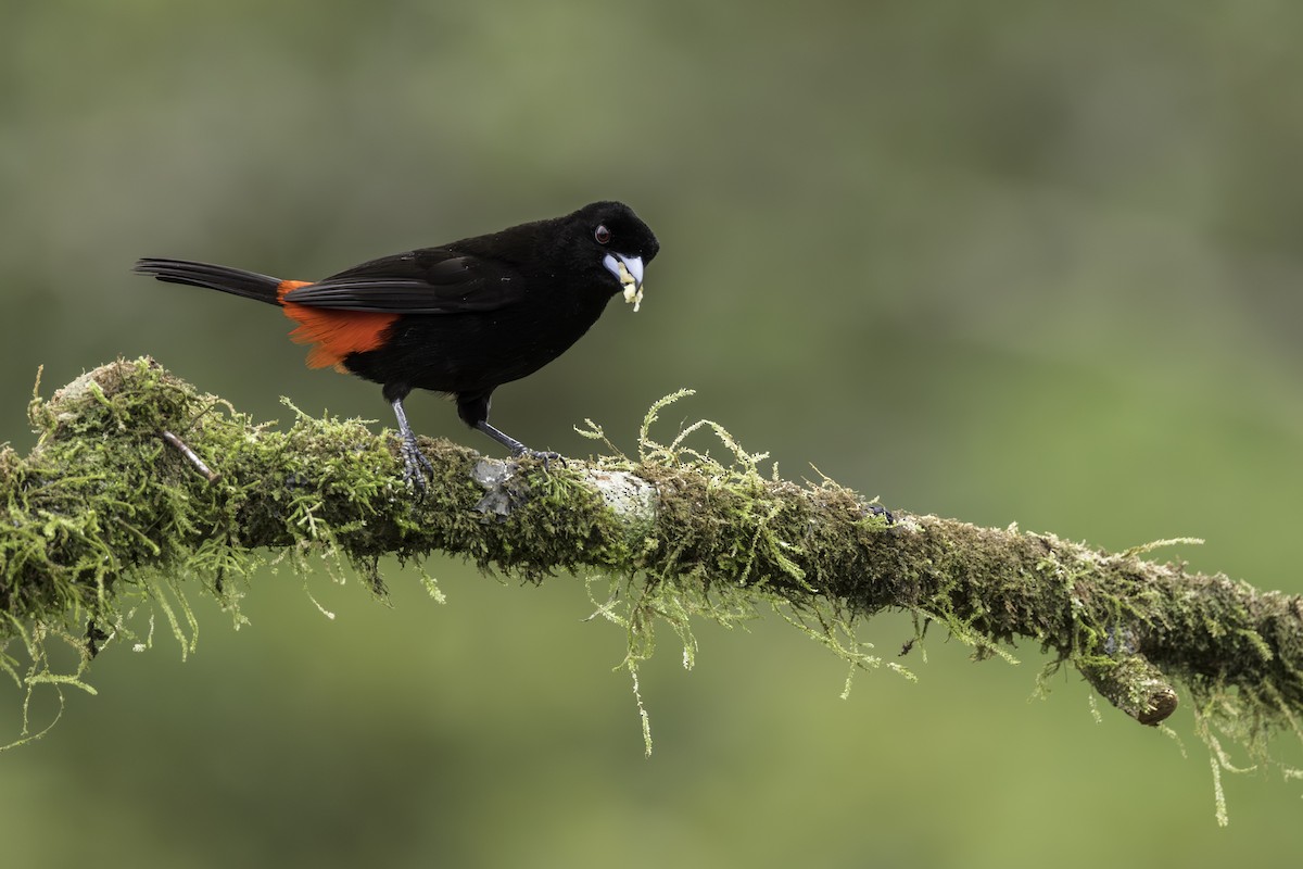 Scarlet-rumped Tanager - ML619186909