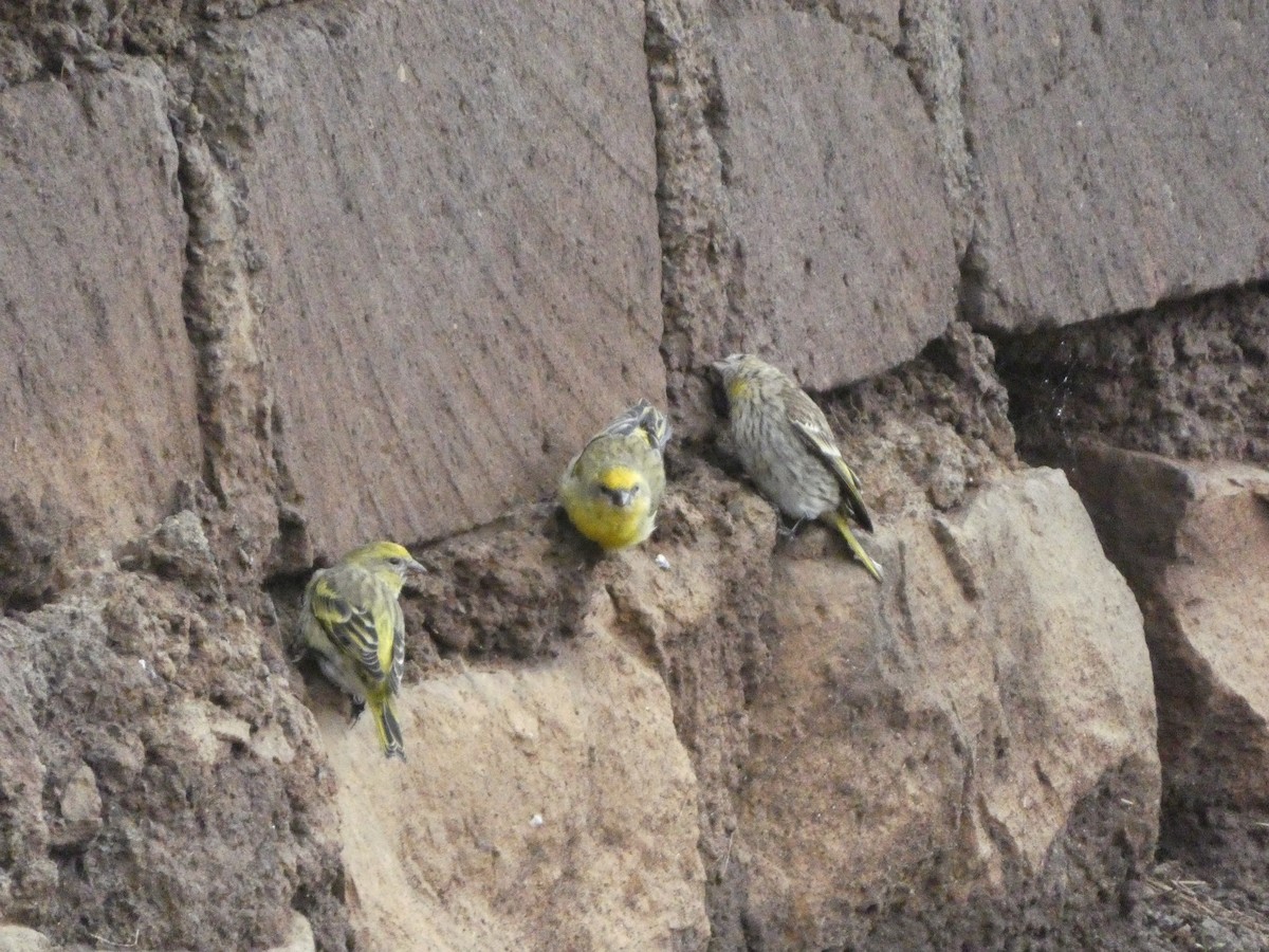 Yellow-crowned Canary - ML619186954