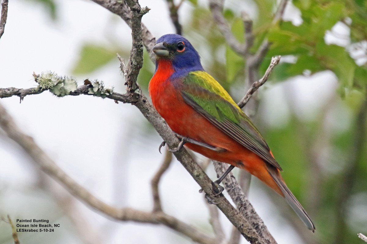 Painted Bunting - ML619186960