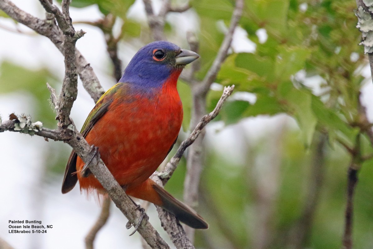 Painted Bunting - ML619186961