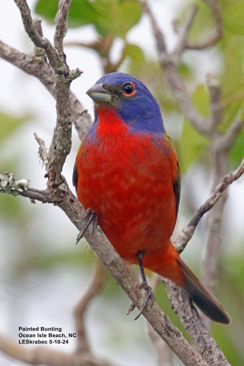 Painted Bunting - ML619186962