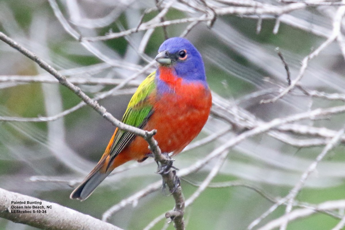 Painted Bunting - ML619186963