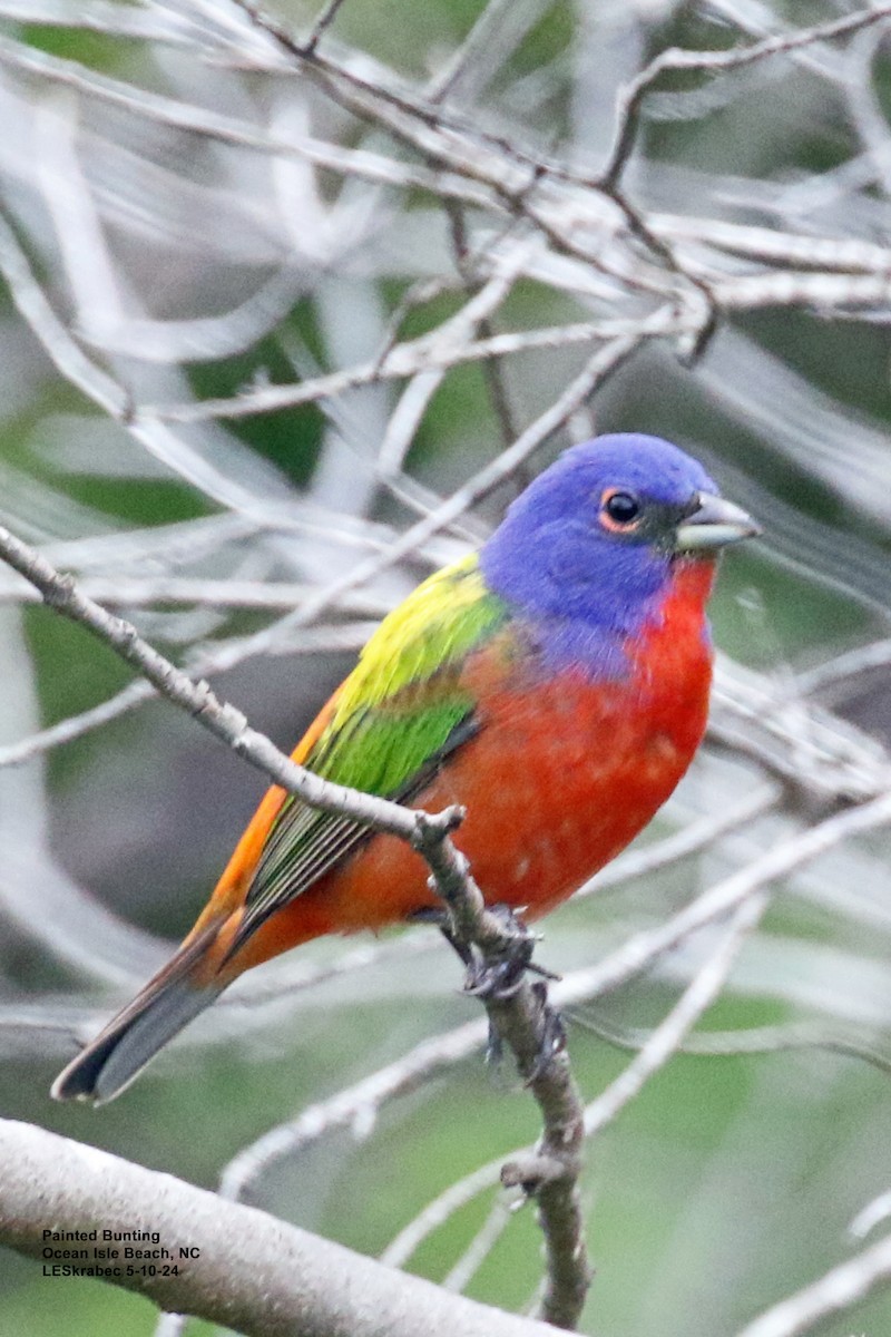 Painted Bunting - ML619186964