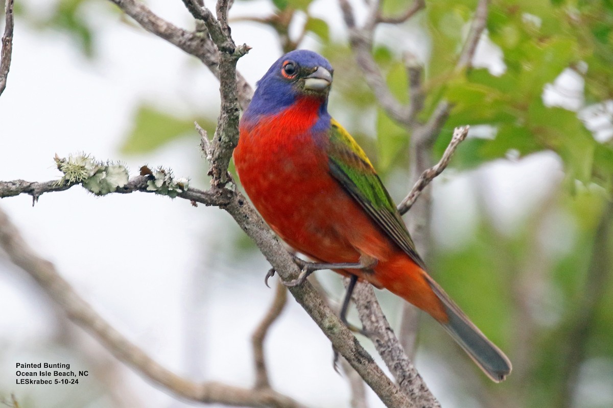 Painted Bunting - ML619186965