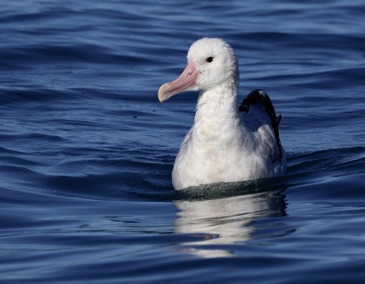 Antipodean Albatross - ML619187053