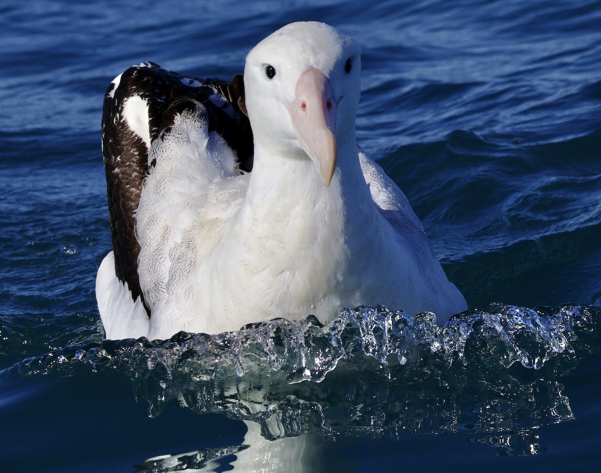 Antipodean Albatross - ML619187054