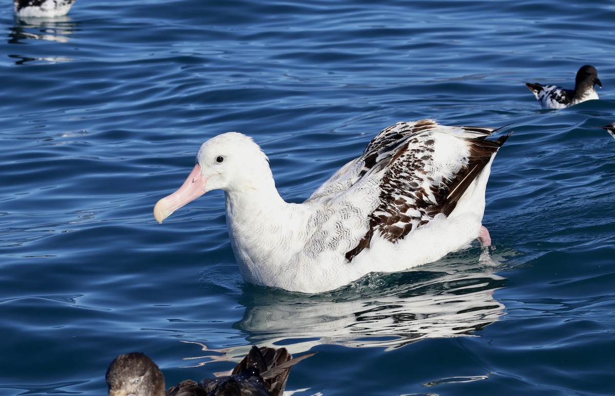 Antipodean Albatross - ML619187055