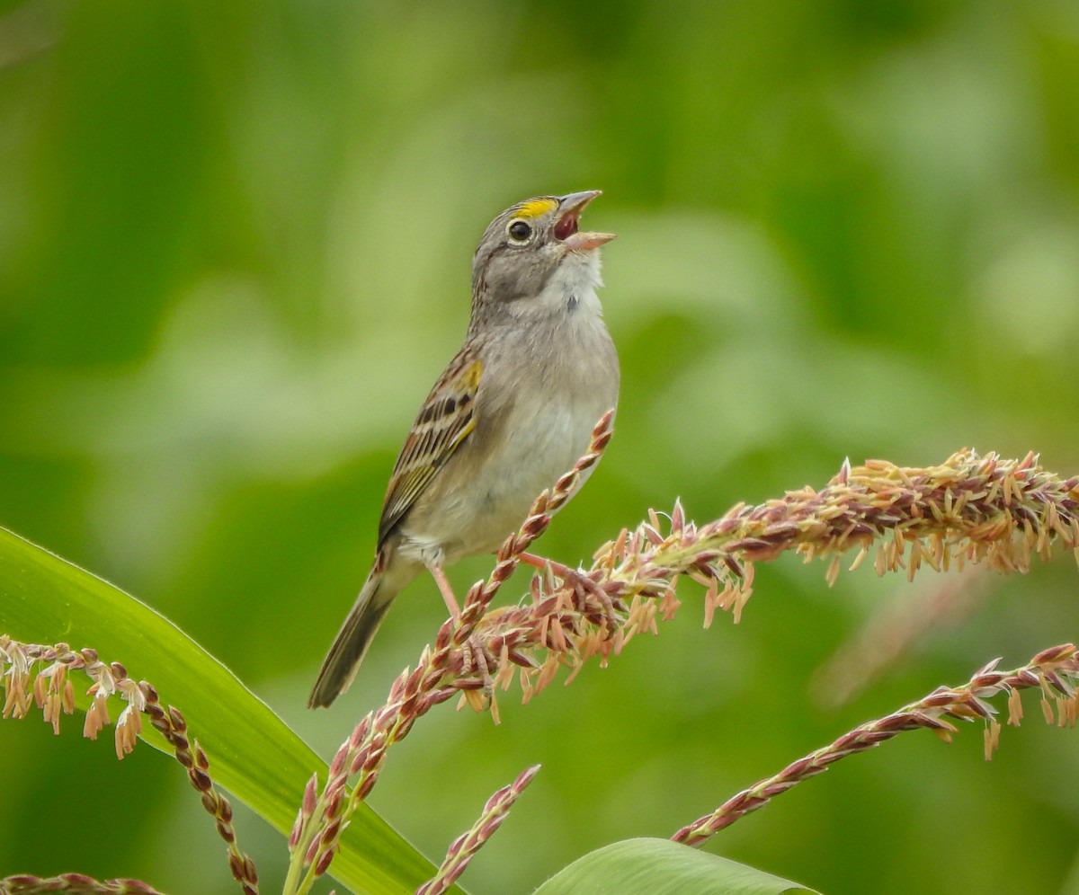 Grassland Sparrow - ML619187088