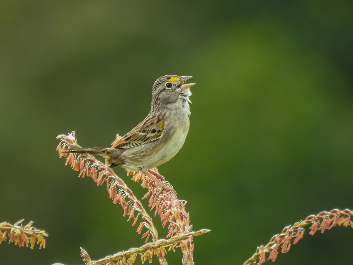 Grassland Sparrow - ML619187091